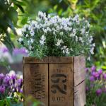 LAVINNOVA® Lavandula 'Blush'