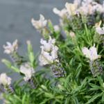 LAVINNOVA® Lavandula 'Blush'