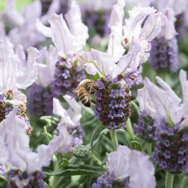 LAVINNOVA® Lavandula 'Blush'