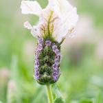LAVINNOVA® Lavandula 'Blush'