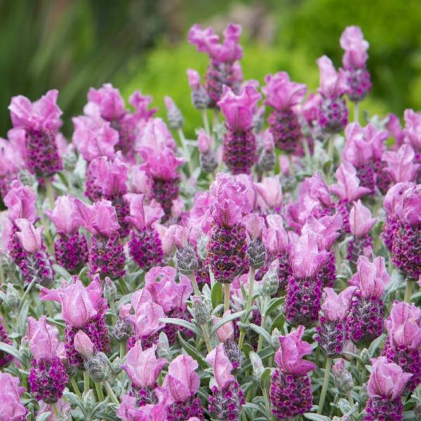 LAVINNOVA® Lavandula 'Frost Pink'