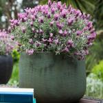 LAVINNOVA® Lavandula 'Frost Pink'