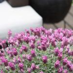 LAVINNOVA® Lavandula 'Frost Pink'