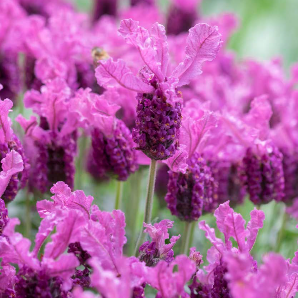 LAVINNOVA® Lavandula 'Hot Pink'