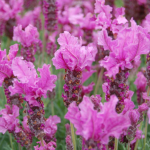 LAVINNOVA® Lavandula 'Hot Pink'