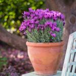 LAVINNOVA® Lavandula 'Hot Pink'