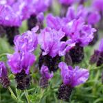 LAVINNOVA® Lavandula 'Intense Purple'