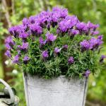 LAVINNOVA® Lavandula 'Intense Purple'