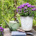 LAVINNOVA® Lavandula 'Intense Purple'