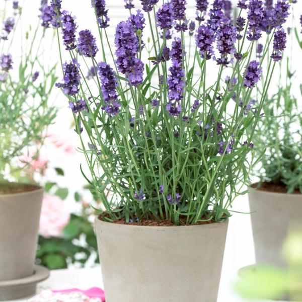 Lavandula Angustifolia ‘Hidcote Blue’