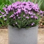LAVINNOVA® Lavandula 'Lilac Sensation'