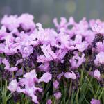 LAVINNOVA® Lavandula 'Lilac Sensation'