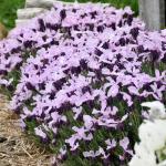 LAVINNOVA® Lavandula 'Lilac Sensation'