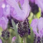 LAVINNOVA® Lavandula 'Lilac Sensation'