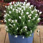 LAVINNOVA® Lavandula 'Pure White'