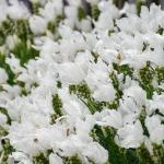 LAVINNOVA® Lavandula 'Pure White'