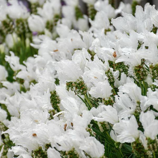 LAVINNOVA® Lavandula 'Pure White'