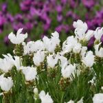 LAVINNOVA® Lavandula 'Pure White'