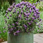 LAVINNOVA® Lavandula 'Plum Delight'