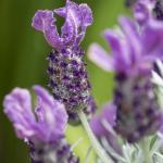 LAVINNOVA® Lavandula 'Plum Delight'