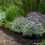 LAVINNOVA® Lavandula 'Plum Delight'