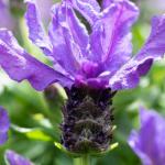 LAVINNOVA® Lavandula 'Purple Supreme'