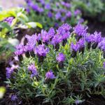 LAVINNOVA® Lavandula 'Purple Supreme'