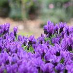 LAVINNOVA® Lavandula 'Purple Supreme'