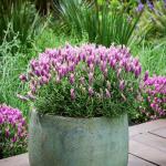 LAVINNOVA® Lavandula 'Rose Pink'