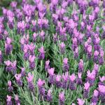 LAVINNOVA® Lavandula 'Rose Pink'