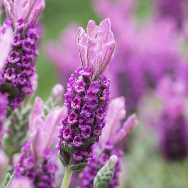 LAVINNOVA® Lavandula 'Rose Pink'