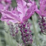 LAVINNOVA® Lavandula 'Silver Princess'