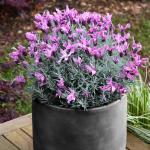 LAVINNOVA® Lavandula 'Silver Princess'