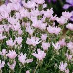LAVINNOVA® Lavandula 'The Baby Pink Princess'