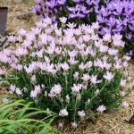 LAVINNOVA® Lavandula 'The Baby Pink Princess'