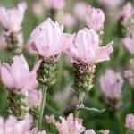 LAVINNOVA® Lavandula 'The Baby Pink Princess'