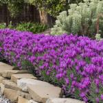 LAVINNOVA® Lavandula 'The Princess'