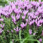 LAVINNOVA® Lavandula 'The Queen'