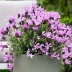 LAVINNOVA® Lavandula 'The Queen'
