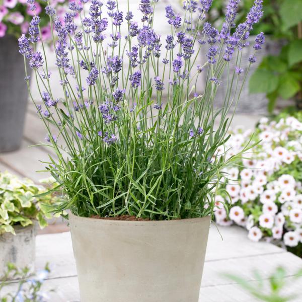 Lavandula Angustifolia ‘Munstead’
