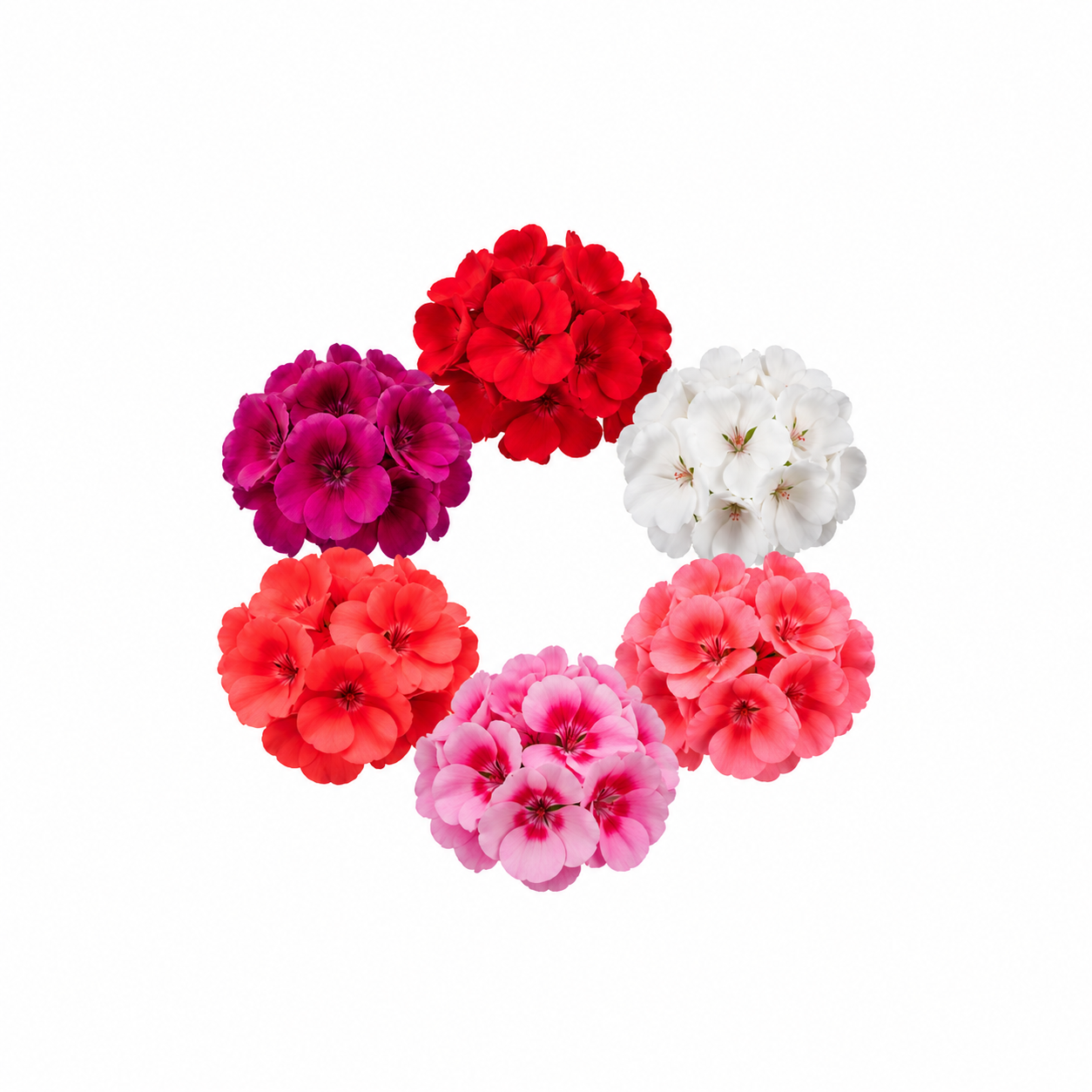 Amazing Pelargonium Circle Image 24. sep.