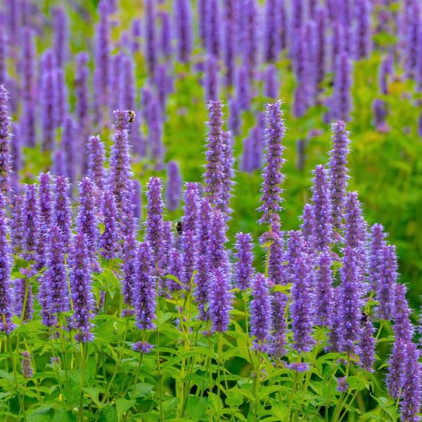 Agastache x Rugosa