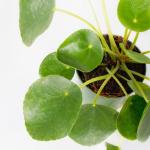 Pilea Peperomioides