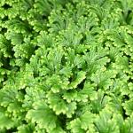 Selaginella martensii 'Frosty Fern'