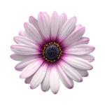 Cape Daisy® Eyecatcher Pink