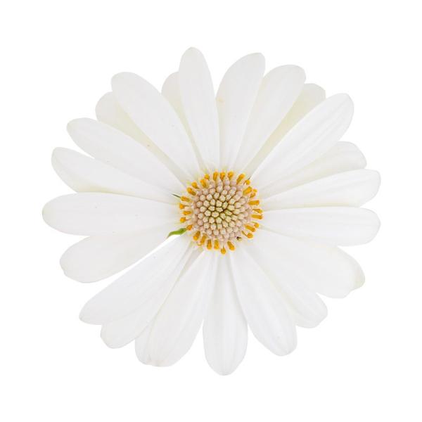 Cape Daisy® Ivory IMP