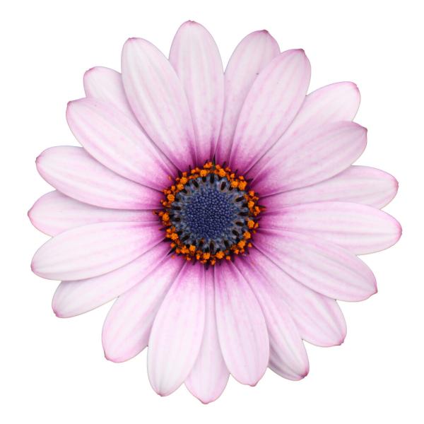 Cape Daisy® Purple Illumination