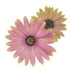 Cape Daisy® Spring Bouquet