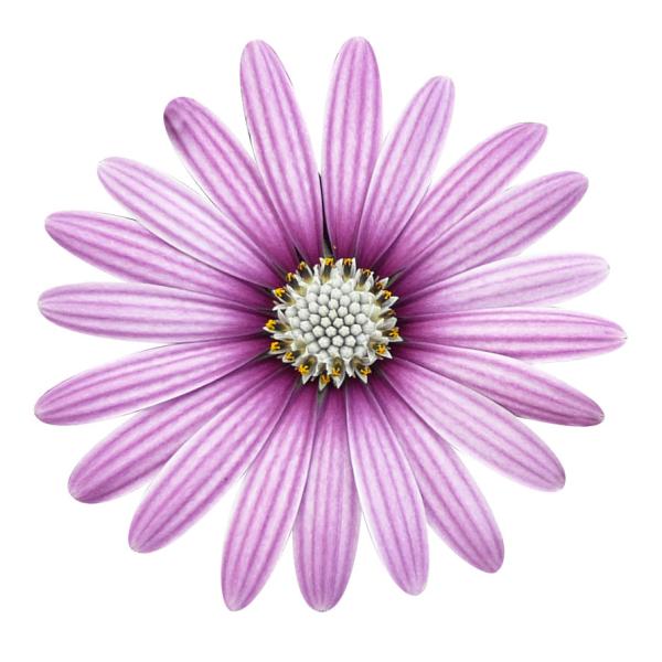 Cape Daisy® Eye Catcher Purple