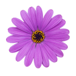 Cape Daisy® Lavender Blue